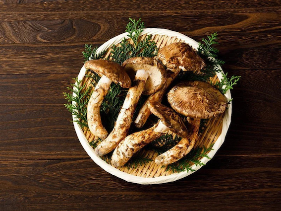 matsutake.png